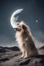 Placeholder: a dog doing his hair in the moon