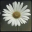 Placeholder: Strange white daisy flower with basic red dots, autochrome