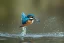 Placeholder: A beautiful kingfisher diving into the water. Highly detailed, smooth colours, realistic landscape