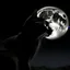 Placeholder: black cat in front of moon