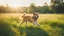 Placeholder: ((cheerful dog, running, grassy field), sunny, bright, (golden hour lighting), soft focus, vibrant colors), polaroid, photograph, professional photograph, (high resolution, cinematic composition, telephoto lens)