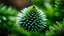 Placeholder: In the winning macro photograph by John Eyre, a branch adorned with a solitary fir cone stands as a testament to the allure of nature in coniferous forests. The lush evergreen branches of spruce and pine trees, intertwined with the essence of a maritime pine, create a stunning green flora forest. This beautiful landscape showcases the majesty of fir trees and the elegance of fir trees, nestled within an enchanting evergreen forest.