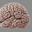 Placeholder: brain front view