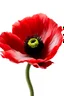 Placeholder: Palestine hibrid poppy flower portrait White background