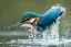 Placeholder: A beautiful kingfisher diving into the water. Highly detailed, smooth colours, realistic landscape