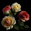 Placeholder: three roses flower