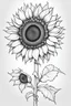 Placeholder: Outline art for sunflower , Coloring pages with sunflower, white background, Sketch style, full body, only use outline, clean line art, white background, no shadows and clear and well outlined, black outline, black and white only, only outline should be black everything else should be white, without shades