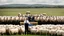 Placeholder: barack obama at podium speaking to large field of sheep