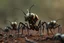 Placeholder: horror, mechanical robot army ants
