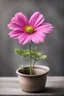 Placeholder: A stock photo of pink Cosmo flower in a pot