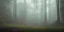 Placeholder: Deep forest with tall trees, misty, light rays, day time, flowers