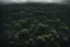 Placeholder: forest jungle overcast dark view from above