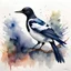 Placeholder: magpie, watercolor