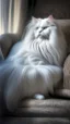 Placeholder: White cat, long hair, sitting on a sofa hdr