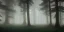 Placeholder: Deep forest with tall trees, misty, light rays, day time, bushes