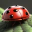 Placeholder: Ladybug on nature, ultra realistic, ultra highly detailed, shiny, smooth, studio quality, octane render, ambient lighting, polaroid,--ar 1:1 --v4