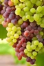 Placeholder: Bunch of white and red grapes on a wooden table, close-up, in front of a grape garden background