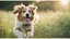 Placeholder: ((cheerful dog, running, grassy field), sunny, bright, (golden hour lighting), soft focus, vibrant colors), polaroid, photograph, professional photograph, (high resolution, cinematic composition, telephoto lens)