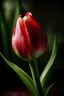 Placeholder: Flower tulip