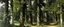 Placeholder: A grayish green forest with giant trees painted by Edouard Manet