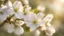 Placeholder: Apple blossoms,golden light, close-up, blurred background