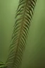 Placeholder: Fern creature, hyperrealistic cinematic, extreme closeup, sharp focus, detailed and intricate, cinematic composition