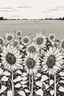 Placeholder: outline art forSunflower Field: A large field of sunflowers that radiate the warmth of summer.. no people, White background. sketch style, clean line art, white background, no shadow and clear