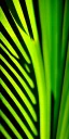 Placeholder: palm leaf's shadow, texture, low contrast, heavy blurred