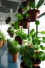 Placeholder: Emirates science teacher's pots, hanging plants in the classroom, veiled female students in the morning