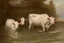 Placeholder: cows swimming in deep water by Correggio