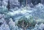 Placeholder: forest