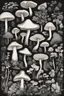 Placeholder: A showcase of animals, landscapes, flowers, patterns, mushrooms, and many more an outline and black and white