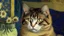 Placeholder: Portrait of a cat by Van Gogh