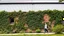 Placeholder: A building facade is covered with a living wall of ivy and other greenery. A woman walks on a path beside the building, which has a corrugated metal roof and modern windows.