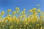 Placeholder: clear blue sky for top half, across Middle is canola flowers with canola stems branches and leaves below, rapeseed sharp focus, realistic