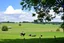 Placeholder: scenic photo of a Dairy farm