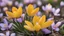 Placeholder: blooming yellow crocuses in the garden, blossom, spring flower macro, beauty in nature,