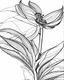 Placeholder: real massive Bird of Paradise flower coloring page