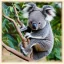 Placeholder: ninja koala