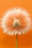 Placeholder: cute fluffy peach colored dandelion with white edges on a peach background with peach highlight