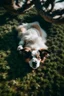 Placeholder: Un perro durmiendo abajo de un arbol boca arriba. Plano desde arriba. Corregir que el perro esté durmiendo boca arriba y la fotografía tomada desde arriba. Corregir que el perro esté con la panza mirando para el cielo