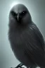 Placeholder: Very evil looking crow