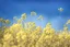 Placeholder: bottom is detailed canola, top is sky, photography,