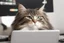 Placeholder: programming cat