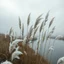 Placeholder: Ultra-realistic cinematic photo of tall pampas grass with white feathery plumes, swaying softly in the wind, beside a slow river reflecting the grey sky, soft mist rising, atmosphere of nostalgia, inner sadness and hidden beauty, detailed textures, emotional, enchanting, poetic landscape