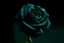 Placeholder: Create dark green rose dark blue background