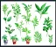 Placeholder: Vector plants and herb set illustration. Watercolor white backdrop