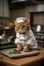 Placeholder: cat chef