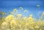 Placeholder: bottom is detailed canola in full bloom with side branches, top is sky, photography, darken stems compared to reference