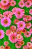 Placeholder: A surreal, schizophrenic geometrical interpretation of Pink Gerber Daisies; Constructivism